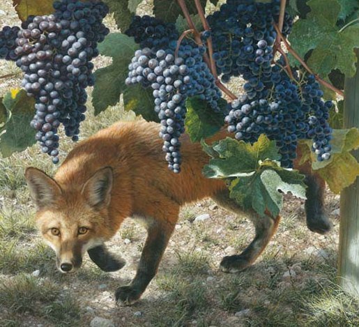Foxes spoiling vine